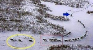 Leadership wolves pack in snow