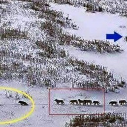 Leadership wolves pack in snow